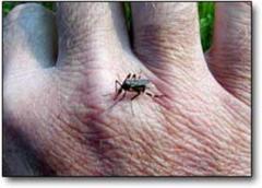 giant killer mosquitoes set to invade bradenton